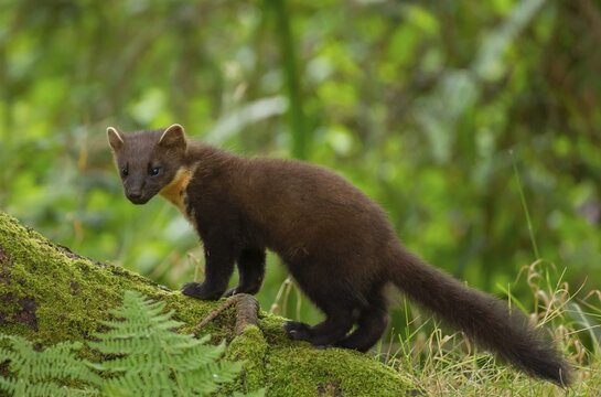 European pine marten (Martes martes) adult on a tree trunk, Ardnamurchan, Scotland, United Kingdom