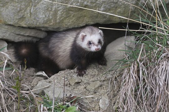 European polecat (Mustela putorius) in rock crevice, Lower Austria, Austria