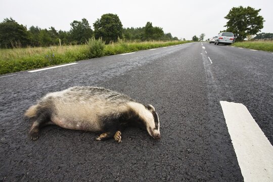 Run-over badger (Meles meles) on a road, Smaland, South Sweden, Europe