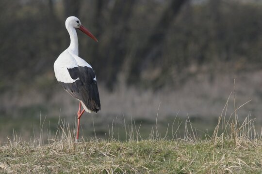 White Stork (Ciconia ciconia) with a broken leg