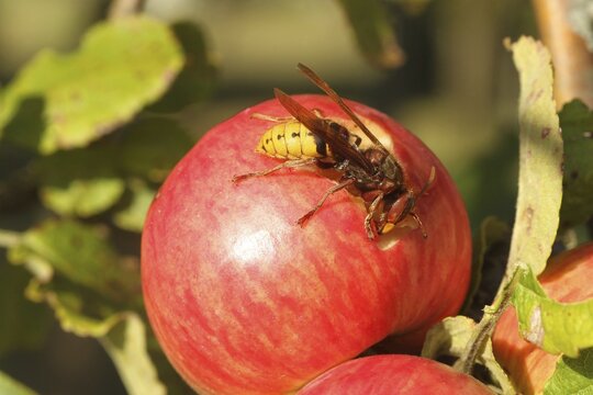 European hornet (Vespa crabro) licking juice from the wound of a ripe apple, Lower Austria, Austria, Europe, Lower Austria, Austria