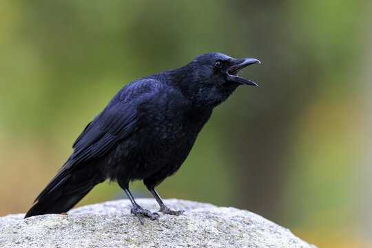 Calling crow with open beak on a stone in front of soft green, raven crow (Corvus corone) wildlife, Germany