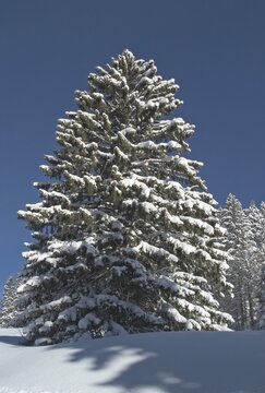 Snow covered spruce tree Valepp valley near Spitzingess lake Spitzing Upper Bavaria Germany