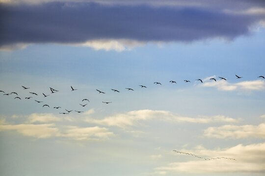 Cranes flying, grey crane (Grus grus), bird migration in the evening sky, Rehdener Geestmoor, Diepholzer Moorniederung, D&uuml;mmer nature park Park, Diepholz, Lower Saxony, Germany