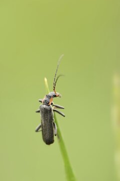 Darkling fly beetle or oak weevil (Cantharis obscura), North Rhine-Westphalia, Germany