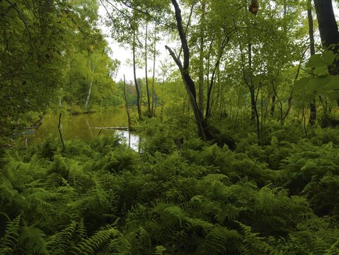 Wilderness with ferns and bushes and wetlands, Heideseen, Spreewald, Brandenburg, Germany