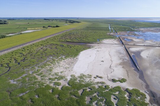 Salt marshes in front of the dike, coastal protection, Wadden Sea National Park, North Sea, North Friesland, Schleswig-Holstein, Germany