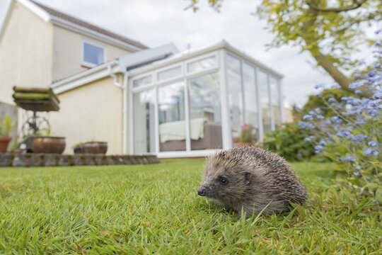 European hedgehog (Erinaceus europaeus) adult animal on a garden lawn, with a house in the background England, United Kingdom