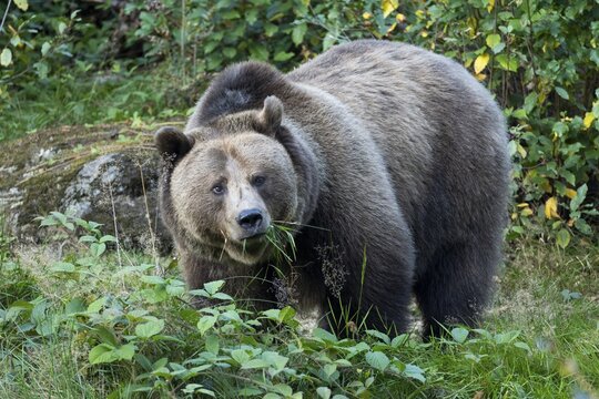 European brown bear (Ursus arctos) eating grass, captive, Bavaria, Germany