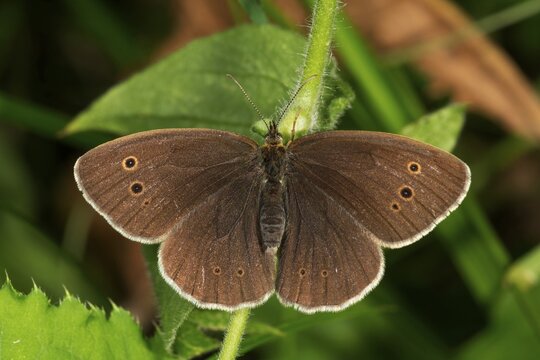 Ringlet (Aphantopus hyperantus) with extended wings during sunbathing, Baden-W&uuml;rttemberg, Germany