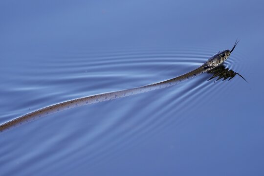 Grass snake (Natrix natrix) swimming in lake, Germany