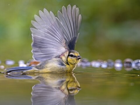 Blue tit (Cyanistes caeruleus) bathing in shallow water with open wings, Solms, Hesse, Germany