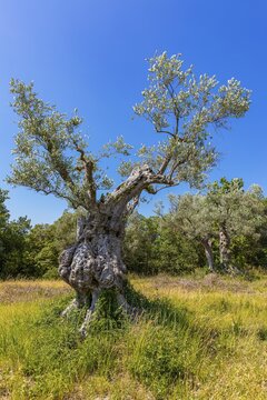 Ancient olive trees (Olea europaea), Bolgheri, Tuscany, Italy