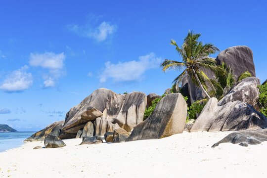Coconut palms (Cocos nucifera) and rocks on the beach Source d'Argent, La Digue Island, Seychelles