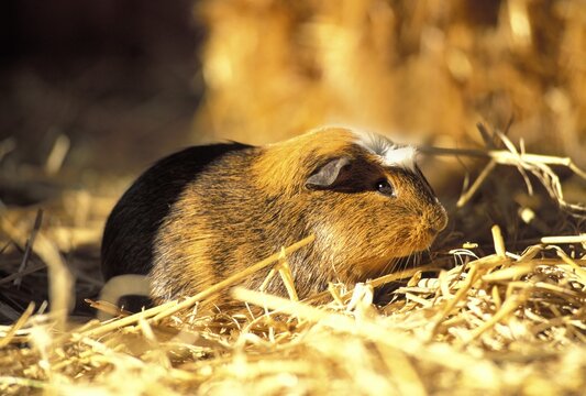 One Guinea pig ( Cavia porcellus)
