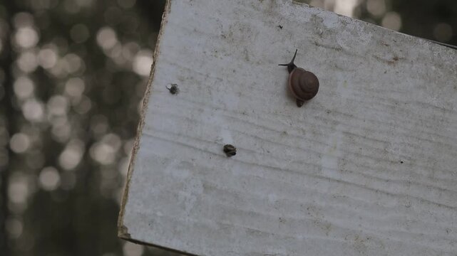 A small snail slowly crawling on a textured wooden board against a soft blurry forest bokeh background. Concept of slowness and patience.