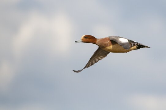 Eurasian wigeon (Anas penelope) in flight, Lembruch, Lower Saxony, Germany