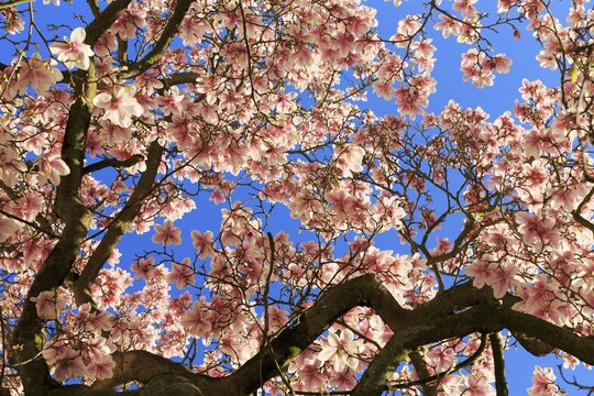 Blossoming magnolia tree, Saucer magnolia (Magnolia x soulangeana), magnolia flowers against blue sky, Germany