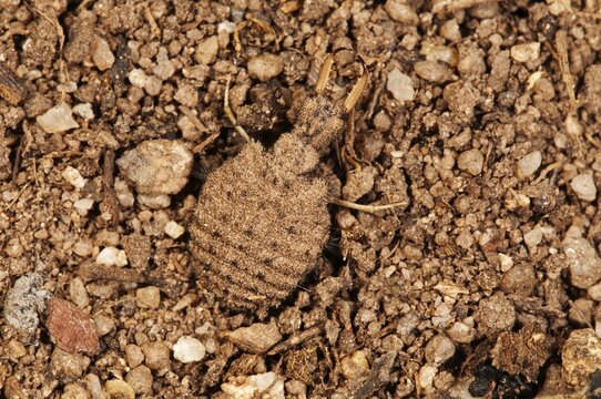Antlion, also ant-lion or ant lion (Myrmeleontidae sp.) in its pit, Baden-W&uuml;rttemberg, Germany
