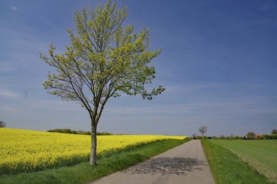 Fresh spring green and flowering rape fields along a narrow, deserted road, Falster, Denmark