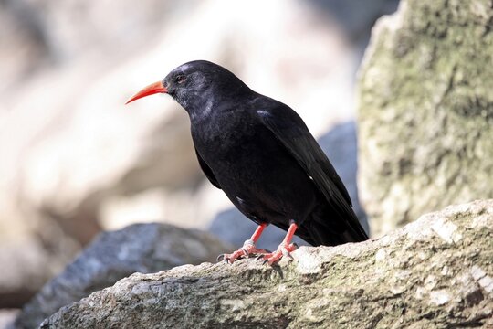 Red-billed Chough (Pyrrhocorax pyrrhocorax), Alpine Zoo Innsbruck, Tyrol, Austria, Europe