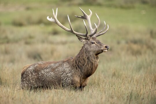 Red deer (Cervus elaphus), stag during the rutting season