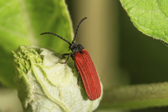 Red-winged beetle (Platycis minutus) with black legs on a bud, Baden-W&uuml;rttemberg, Germany