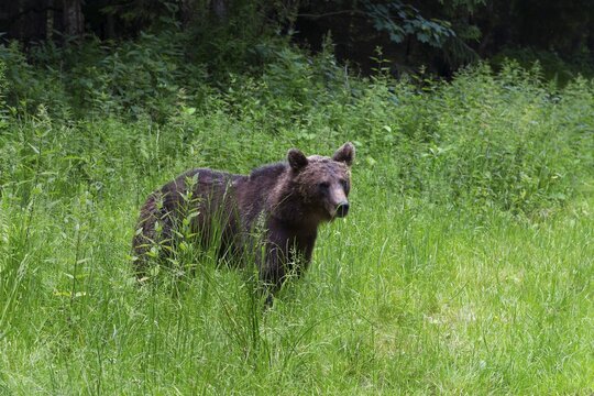 Adult European brown bear (Ursus arctos arctos), Transylvania, Carpathians, Romania