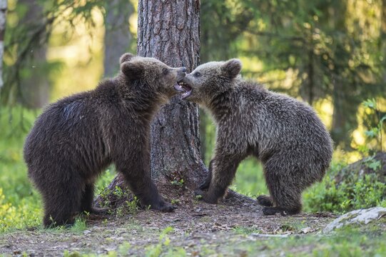 Two young (Ursus arctos) fighting in the boreal coniferous forest, Suomussalmi, Karelia, Finland