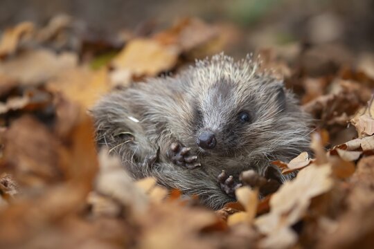 European hedgehog (Erinaceus europaeus) adult animal resting amongst fallen autumn leaves, Suffolk, England, United Kingdom