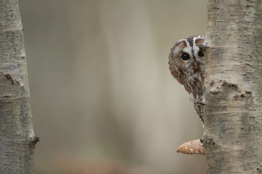 Tawny owl (Strix aluco) adult bird on a Bracket fungi on a Silver birch tree trunk in a woodland in the autumn, England, United Kingdom
