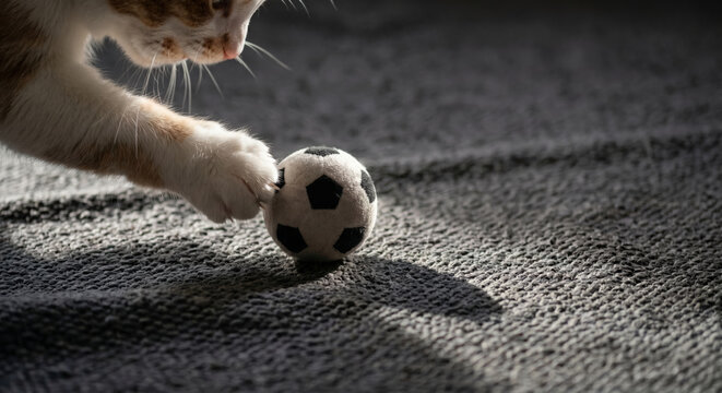 Macro close-up of a fluffy cat paw batting at a small soft soccer ball on a dark grey living room rug.