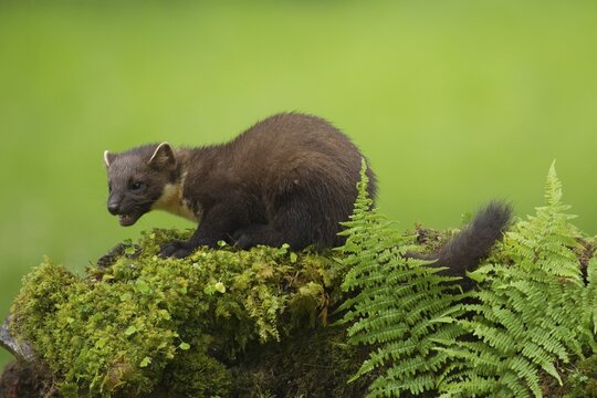 Pine marten (Martes martes) adult animal feeding on a moss covered stone wall, Scotland, United Kingdom