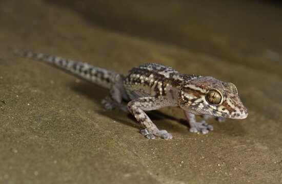 Great Head Gecko (Paroedura baEuropean Starlingdi), Dry Forests, Southwest Madagascar, Madagascar