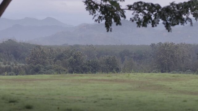 Scenic view of a vast green grass field and distant mountain range in morning mist, framed by tree branches above. Peaceful natural landscape.