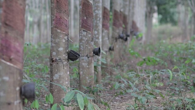 Rows of rubber trees with tapping cups attached to collect latex in a tropical plantation. Close-up agricultural background with selective focus.