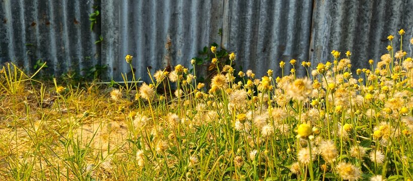 Low angle view of tridax daisy wildflowers blooming beautifully under golden morning sunlight
