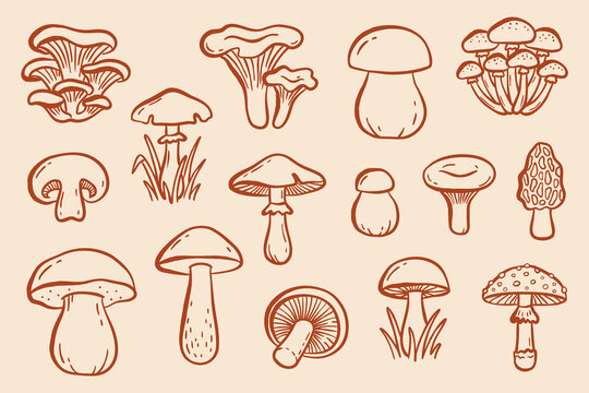 Hand drawn mushroom doodle vector set in minimal line art style. Collection of forest fungi including porcini, chanterelle, boletus, oyster mushroom, champignon, morel, amanita and wild mushrooms. Cle