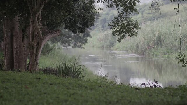 A peaceful and tranquil river scene, framed by a large shade tree in the foreground with water reflection, in a lush tropical countryside.