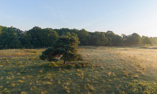 Diepenbeek, Belgium. Aerial drone view of solitary tree in heathland at sunrise with soft morning mist