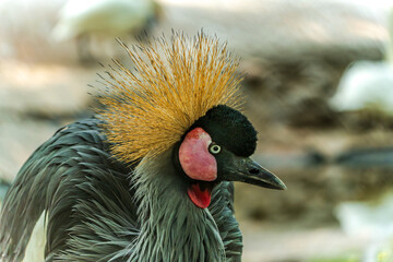 Obraz premium African crowned cranes in resting state