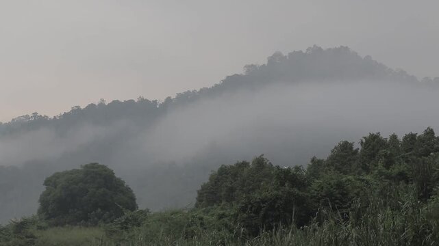 A white bird flying across a lush green forest with thick white mist rolling over the mountain range after rain. Atmospheric nature landscape.