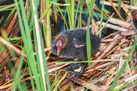 Eurasian Coot with Chicks in nest. Eurasian coot, Fulica atra