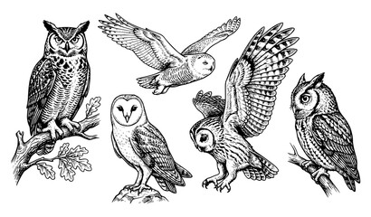 Vintage Owl Collection with Flying and Perched Birds, Detailed Engraving Wildlife Illustration Set © Boloram
