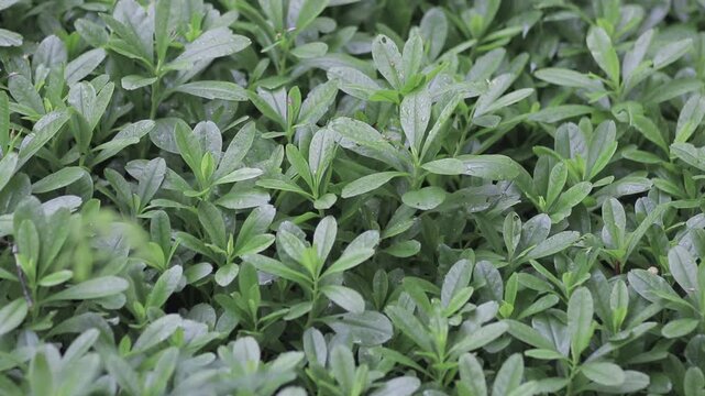 Close-up of dense green groundcover plants with tiny water droplets in a garden. Fresh natural foliage pattern background with selective focus.