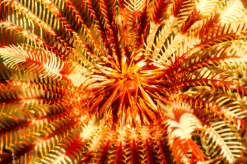 This close-up shows coral in the Maldives. The textures and patterns are interesting and display underwater life. The coral has orange and white colors and feathery appearance. © Aleksandr