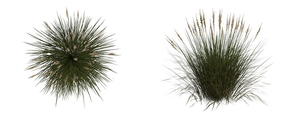 Obraz premium Ornamental Grass Plants on Black Background