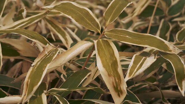 Close-up of gently swaying Kuma bamboo grass