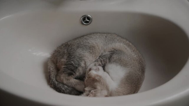 Cute Gray cat sleeping in basin
