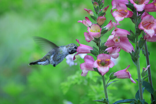Flying Hummingbird with Flowers